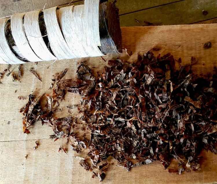 Mapacho Tobacco Medicine, in log form freshly cut