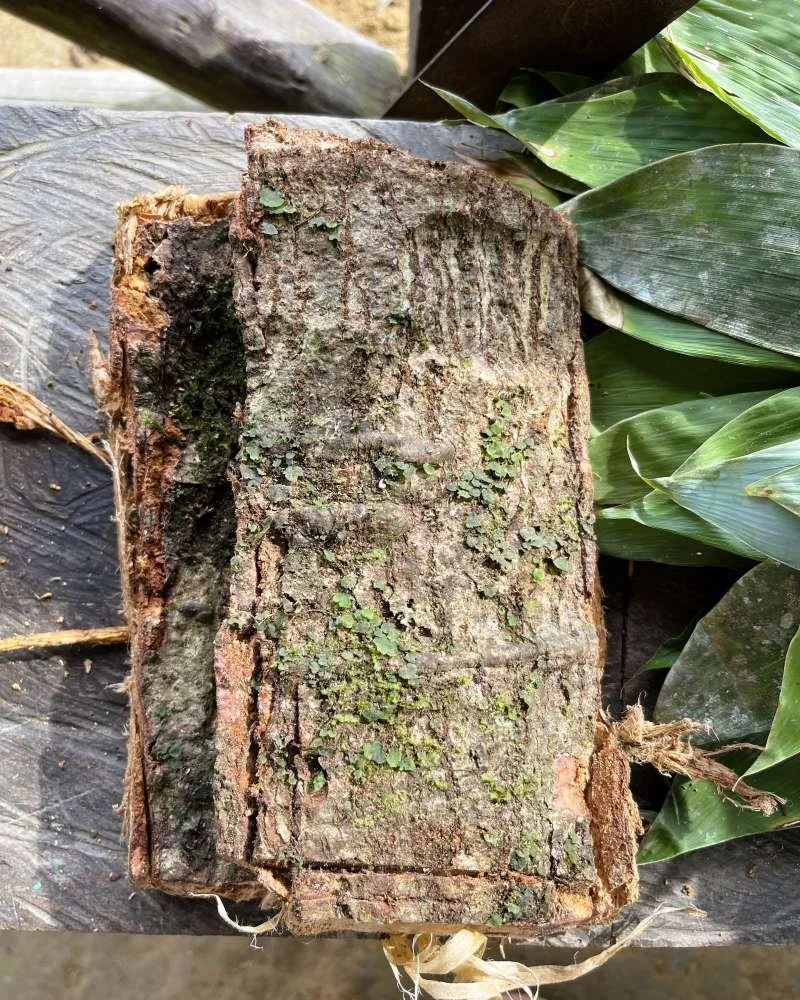Large chunks of Lupuna tree medicine bark on a wooden bench, to be used in an ayahuasca cook.