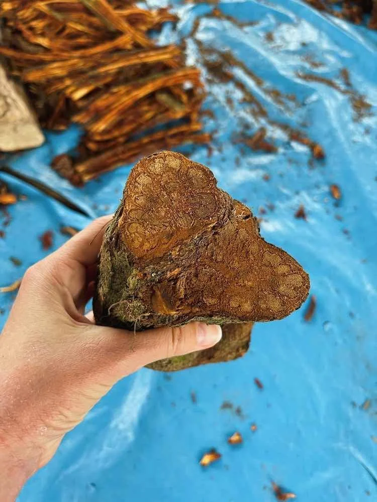 Mature ayahuasca vine cut fresh at Casa Del Maestro