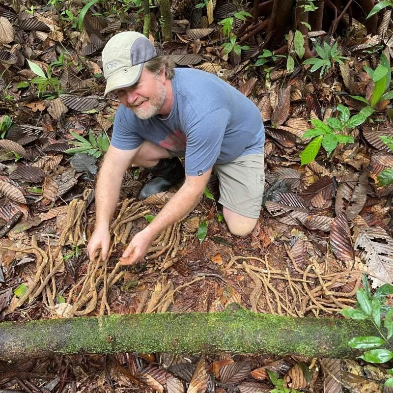 An ayahuasca retreat guests crouching on the forest floor, surrounded by leaves and plants, collecting uchu sanango roots in the Amazon jungle in Peru.