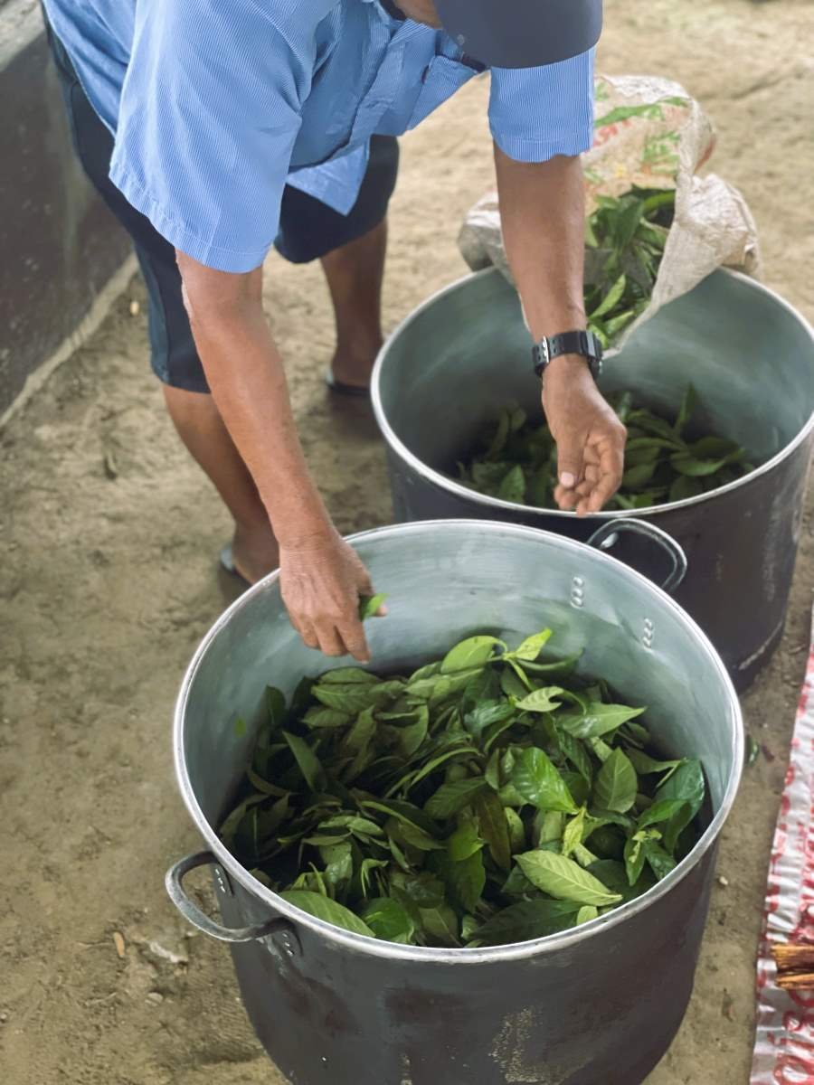 Maestro Don Alberto adds additional chacruna leaves to two pots filled with ayahuasca vine.