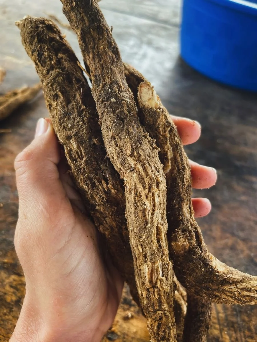 1-sanango-roots-in-hand-admixture.jpg