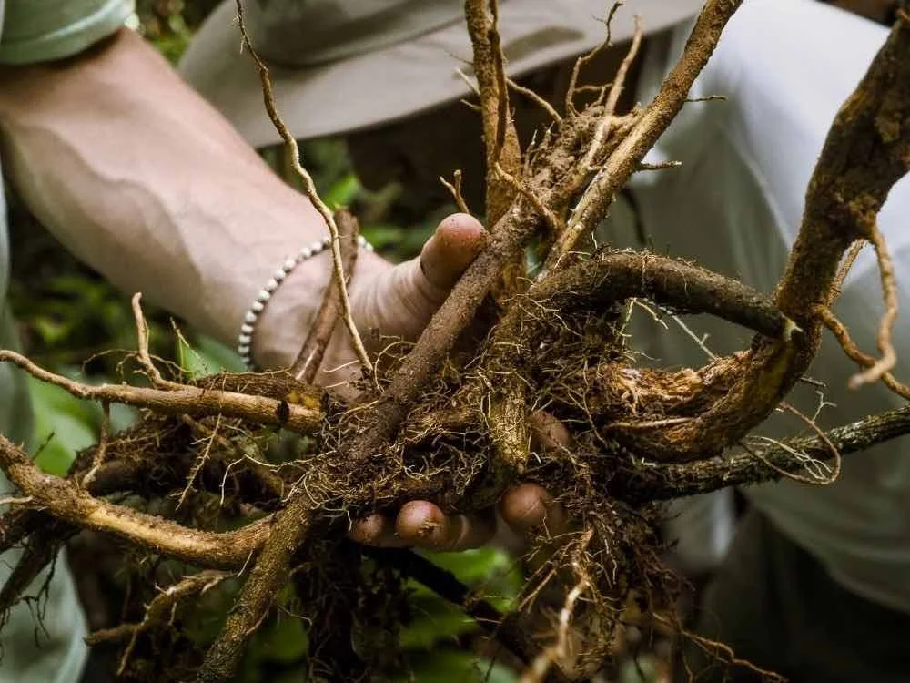 A handful of Sanango roots, a very powerful medicine teacher, freshly harvested from the Amazon jungle near Casa del Maestro.