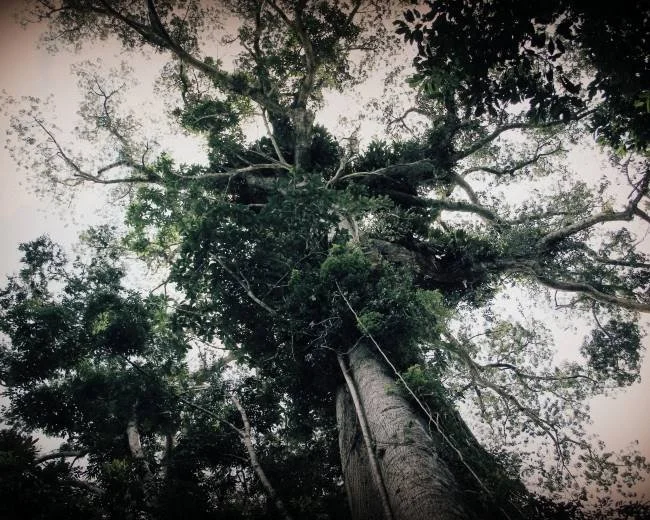 A view looking up at a large Lupuna medicine tree trunk with branches and green leaves showing sunlight filtering through the foliage near Casa del Maestro ayahuasca plant medicine center in Peru.