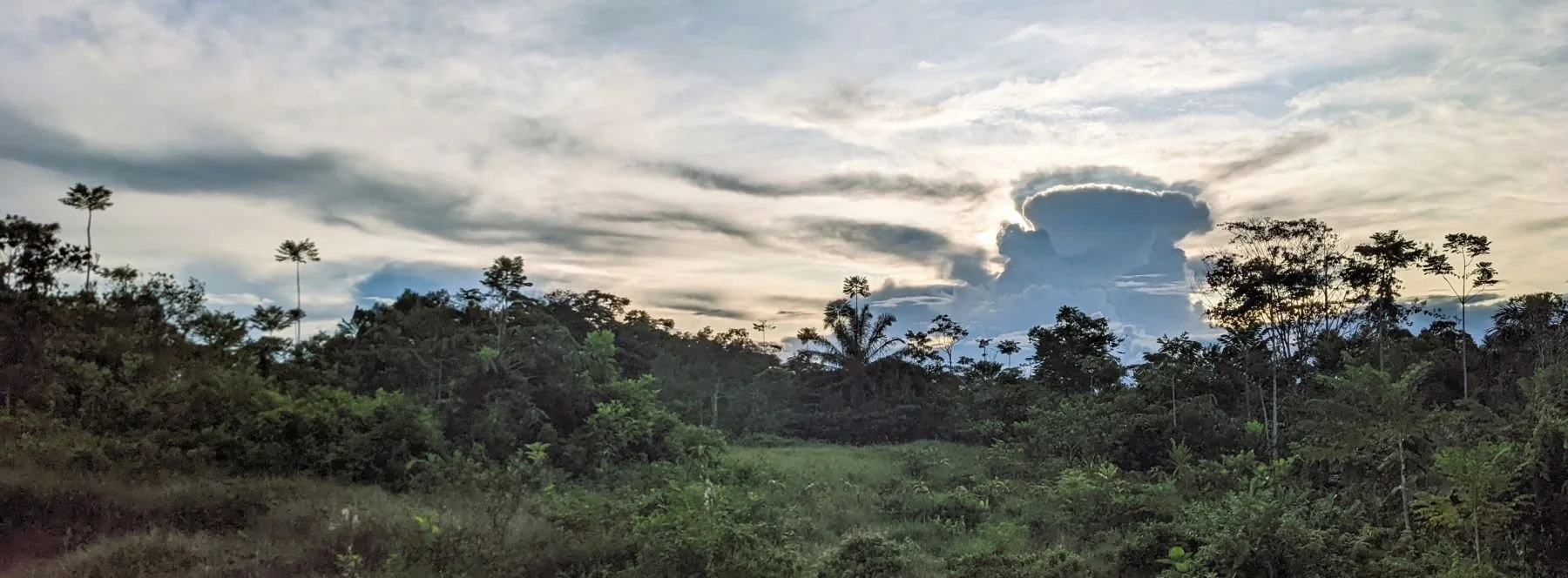 Tropical forest canopy with green trees and bushes under a pleasant sky during sunset at Casa del Maestro retreat center in Peru.
