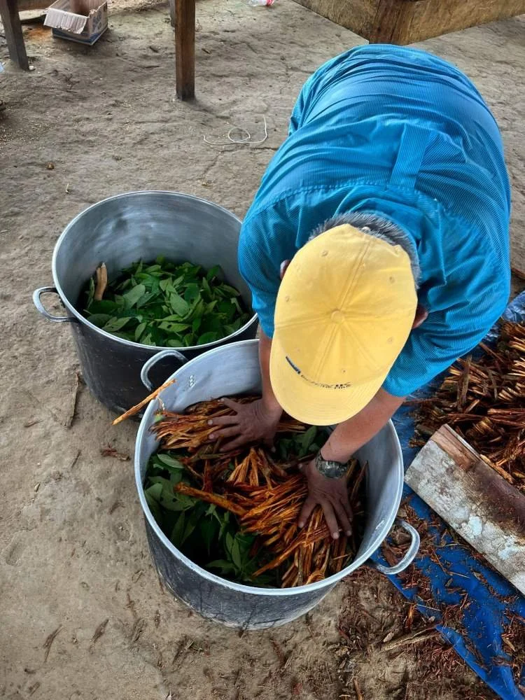 Maestro Alberto, from Casa del Maestro ayahuasca center, is adding chacruna leaves to a large metal pot of ayahuasca vine.
