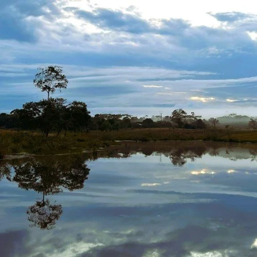 Casa del Maestro Ayahuasca Retreat Book Session Image
