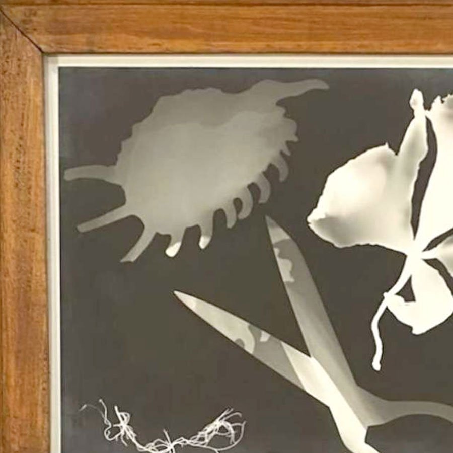 26-d-photogram_harley.jpg