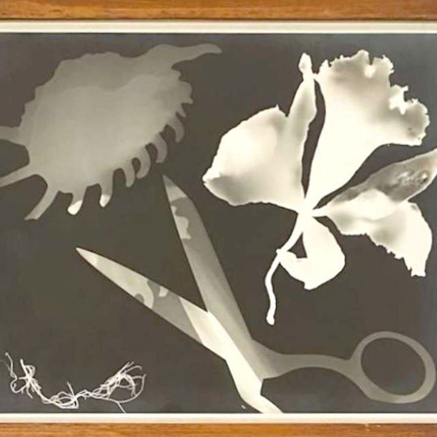 26-b-photogram_harley.jpg