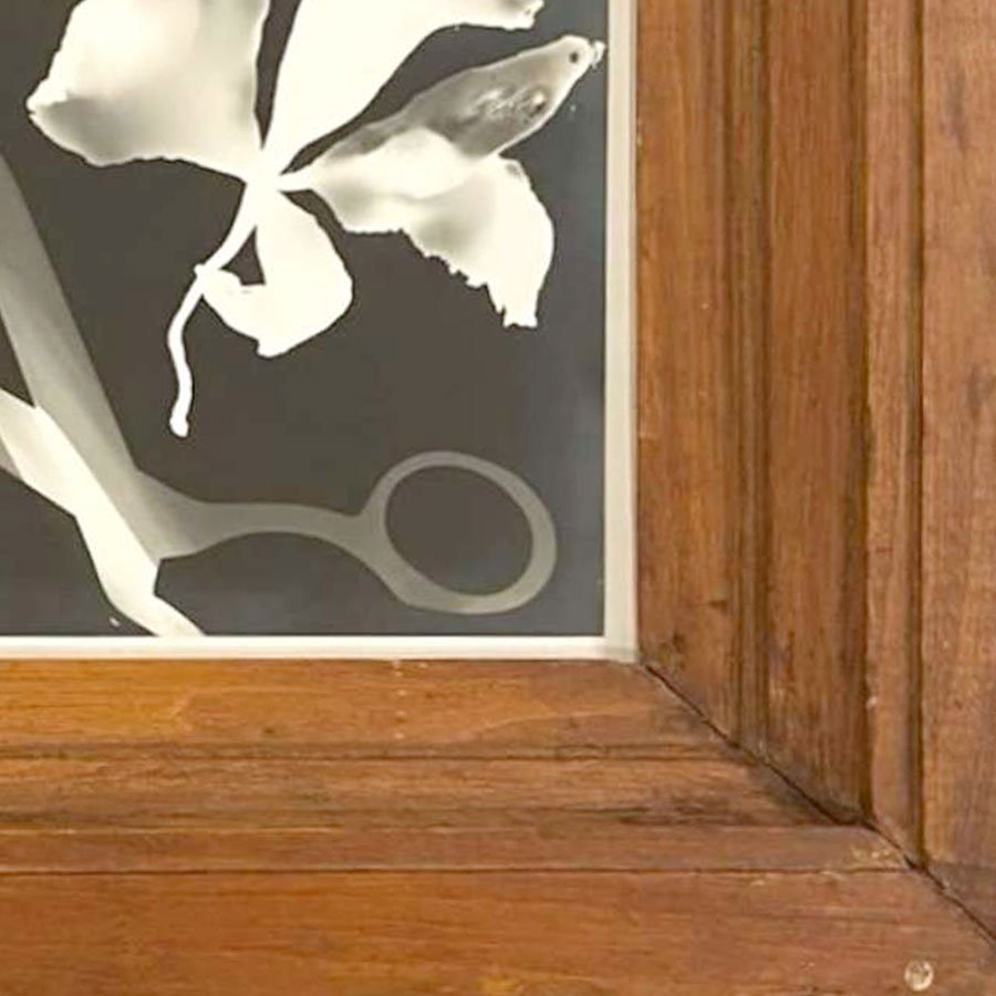26-c-photogram_harley.jpg