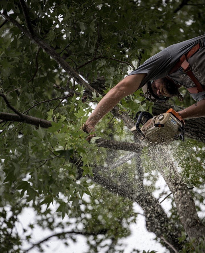 Save the trees you love by hiring us to remove dead limbs and prune the tree for healthy growth. 864.331.9695