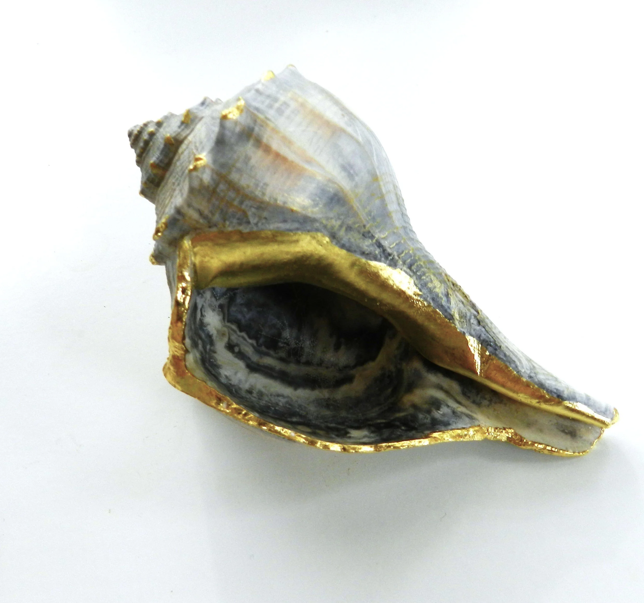 Intertidal Encounter 2.JPG