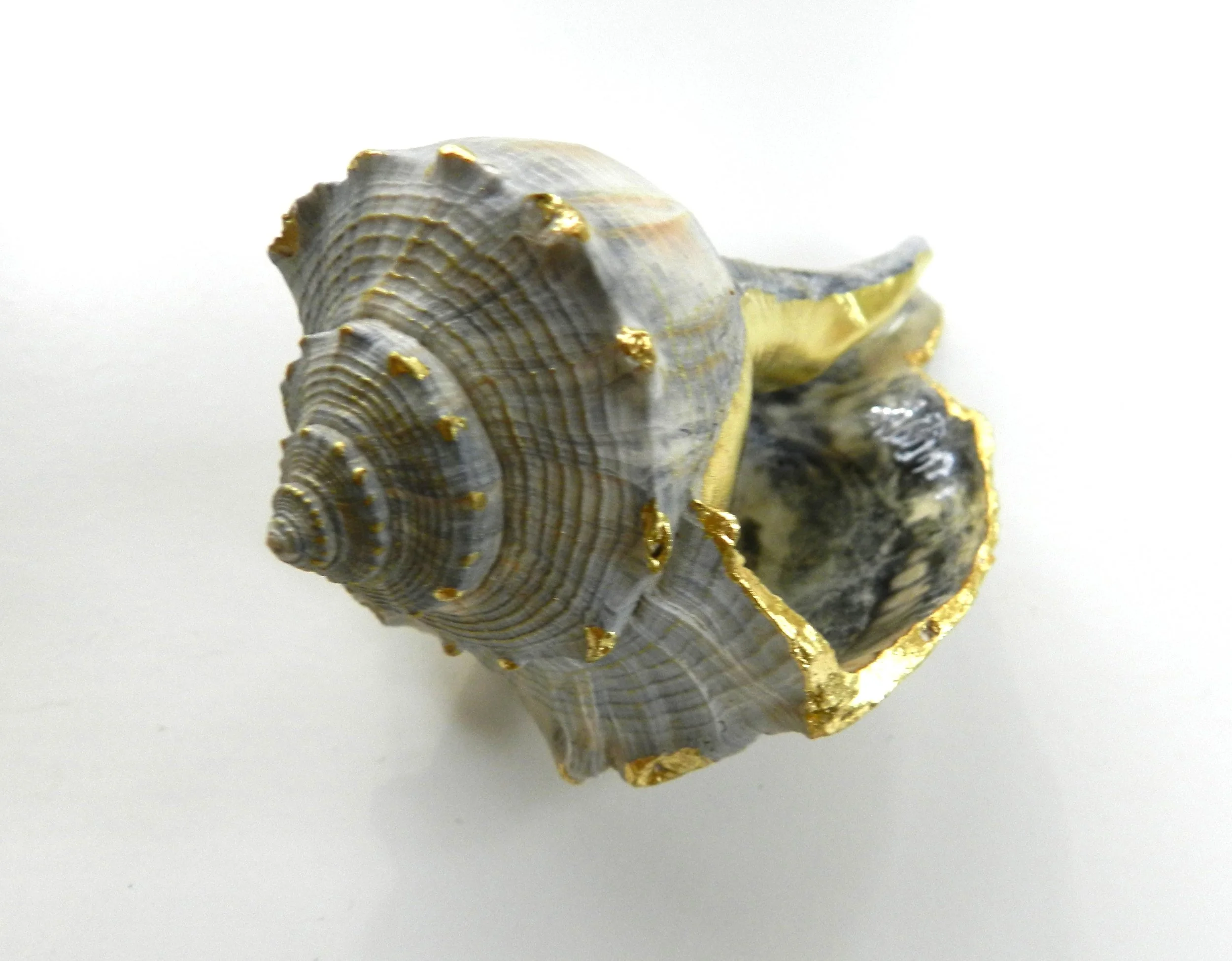 Intertidal Encounter 1.JPG