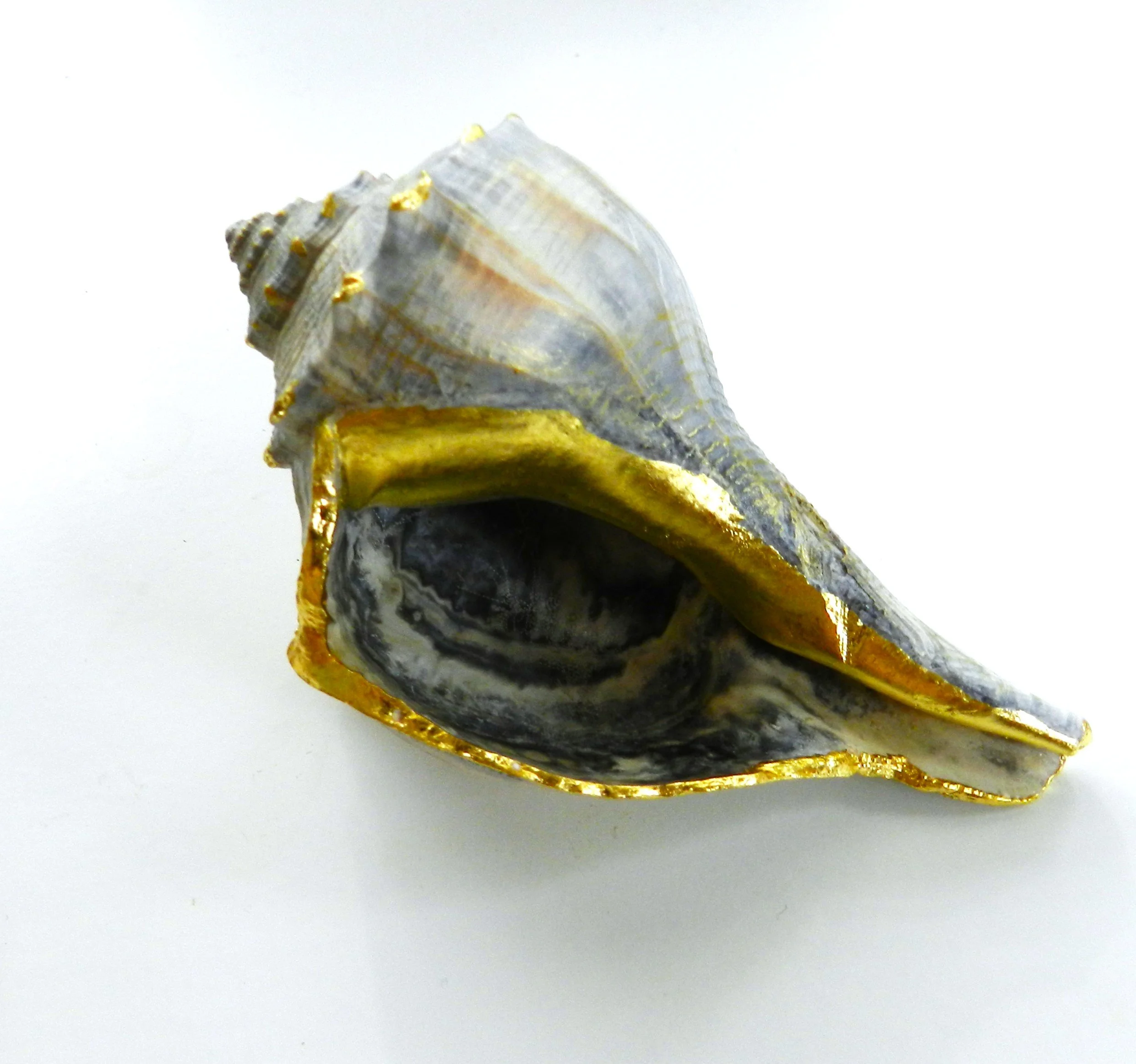 Intertidal Encounter 2.JPG