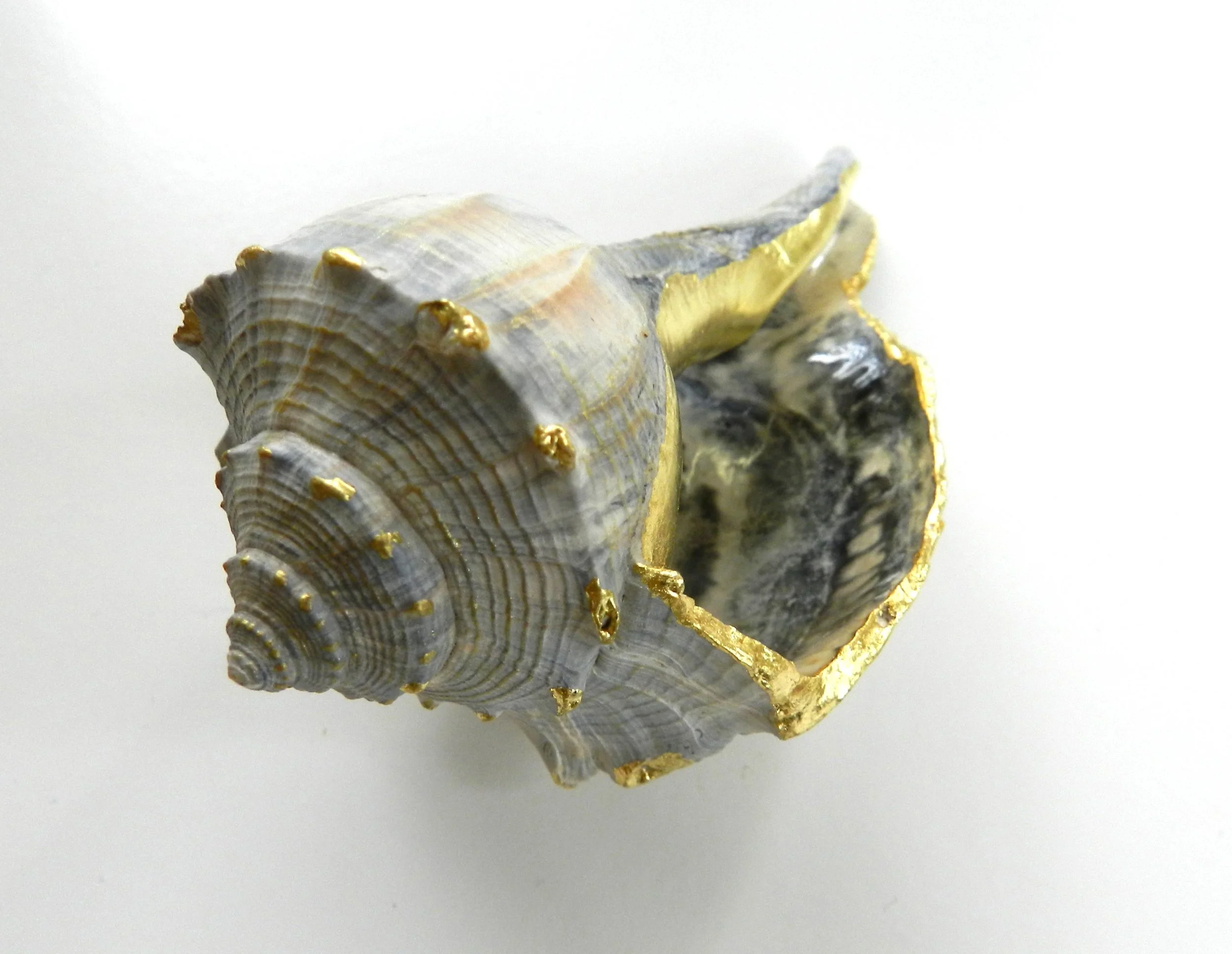 Intertidal Encounter.JPG