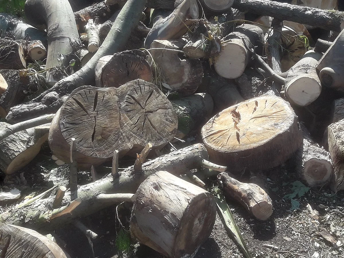 A closer view of the raw eucalyptus pieces at the facility. Marked by age, cracks, and weathering, yet holding the promise of something extraordinary.