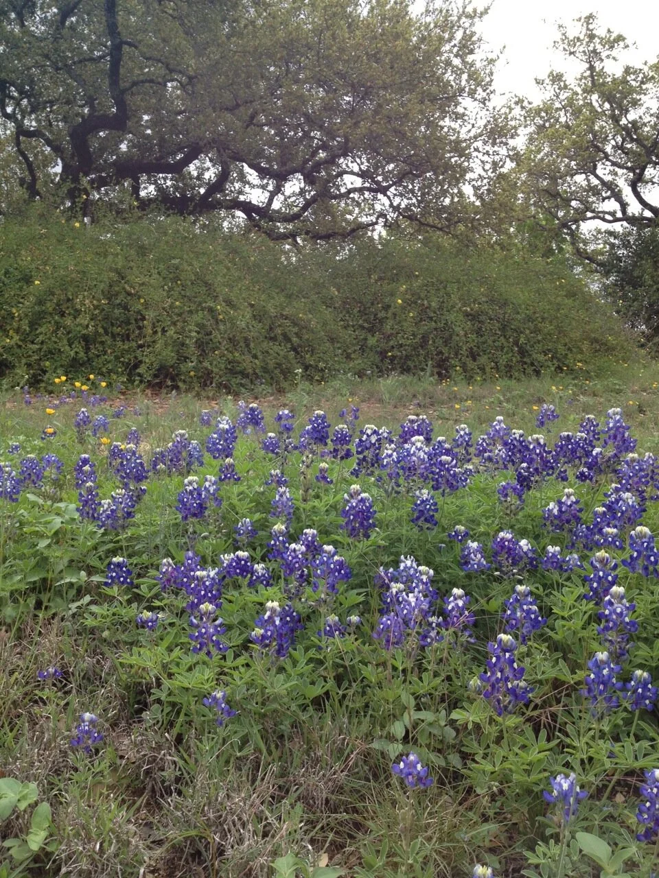 Bluebonnet Hill on the property