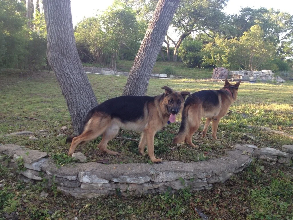 two dogs by tree.jpeg