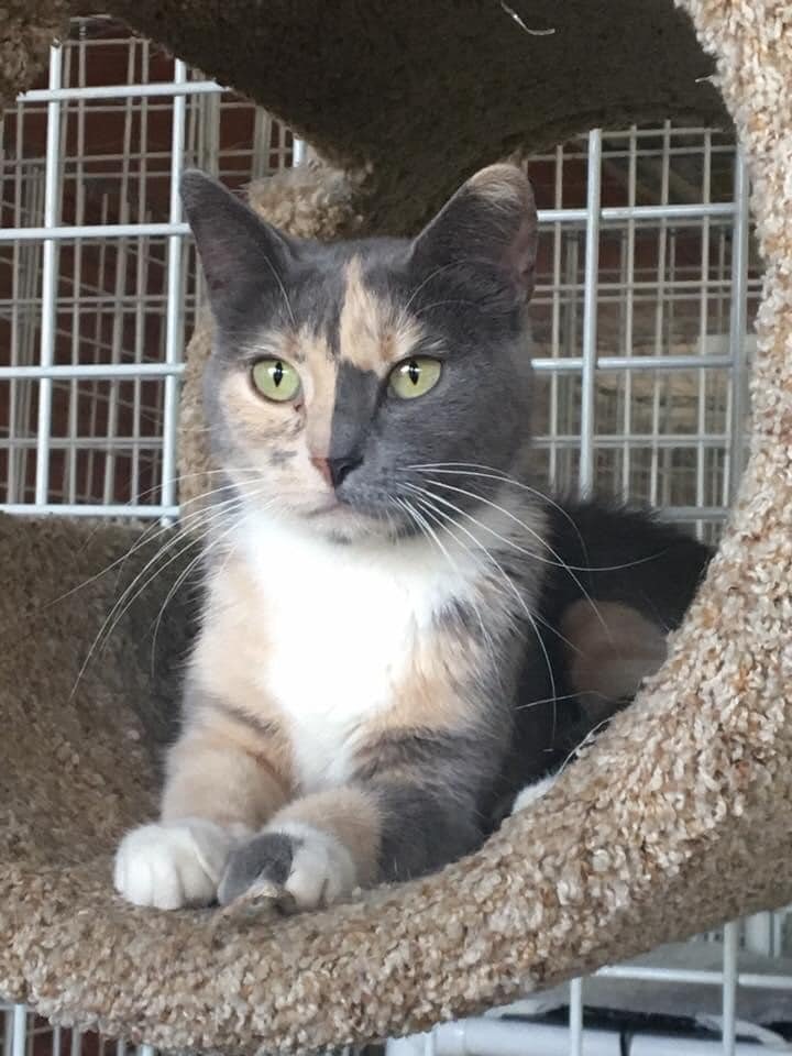 Lovely Lochlea has such a gorgeous chimera-esque face! She’s come a looong way from her super shy, scared self when she first arrived. She’ll let you pet her now! You might be the perfect adopter to finish the job and encourage her lap cat potential!