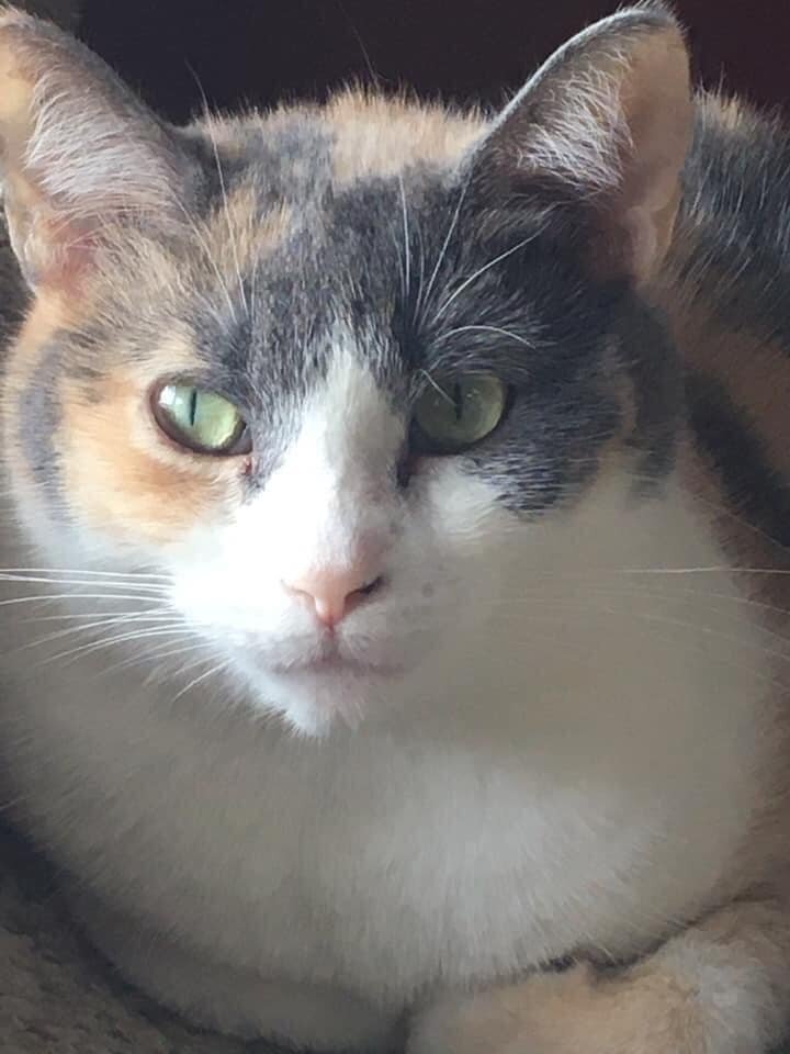 Typically seen snuggling with her beau Smudge, Caris first came to the rescue as the kitten of a feral mom. She can still be shy if she’s chilling on her own, but socialite Smudge really brings out her confidence and friendly side when they’re togeth