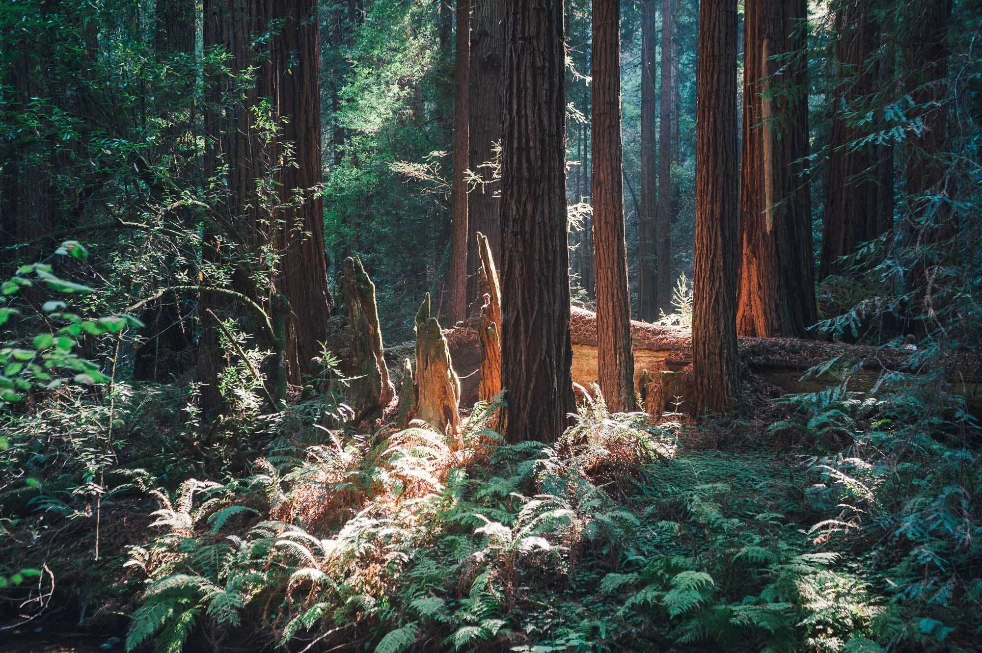 Nature-10.jpg