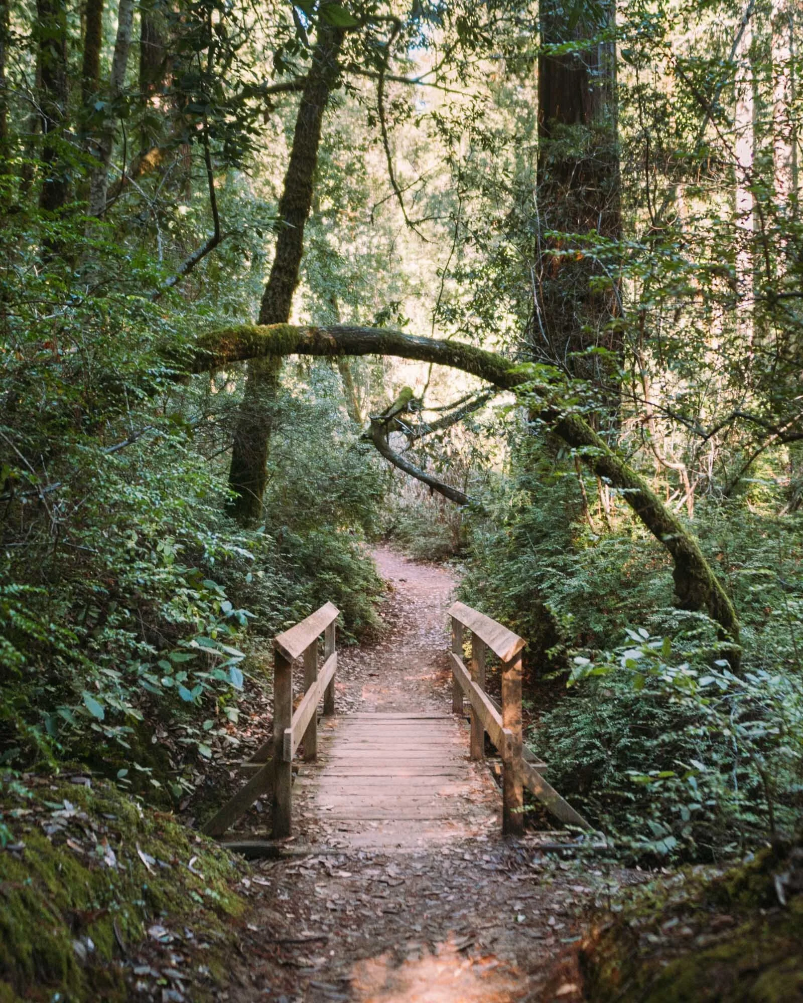 Nature-11.jpg