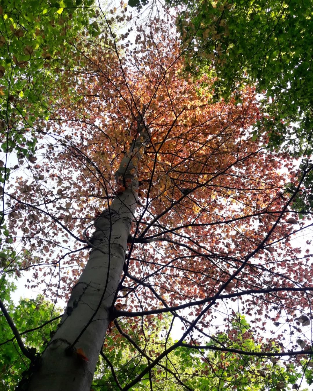 ~ Instructions on Not Giving Up ~

More than the fuchsia funnels breaking out

of the crabapple tree, more than the neighbor&rsquo;s

almost obscene display of cherry limbs shoving

their cotton candy-colored blossoms to the slate

sky of Spring rain