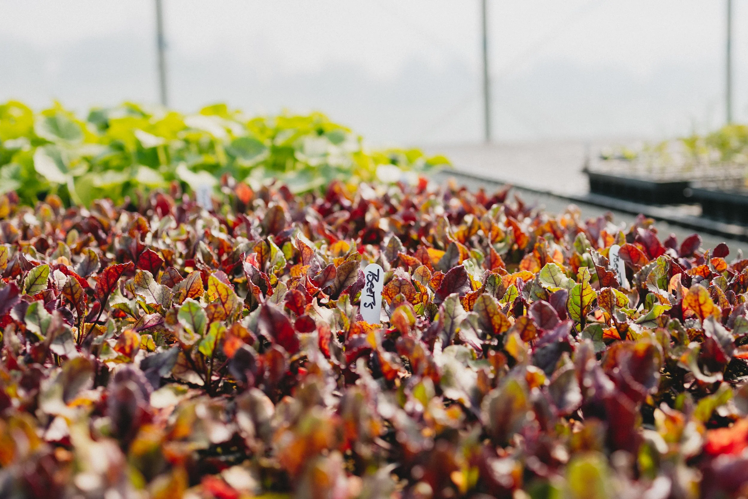 0526-fauquieredfarm-3287.jpg