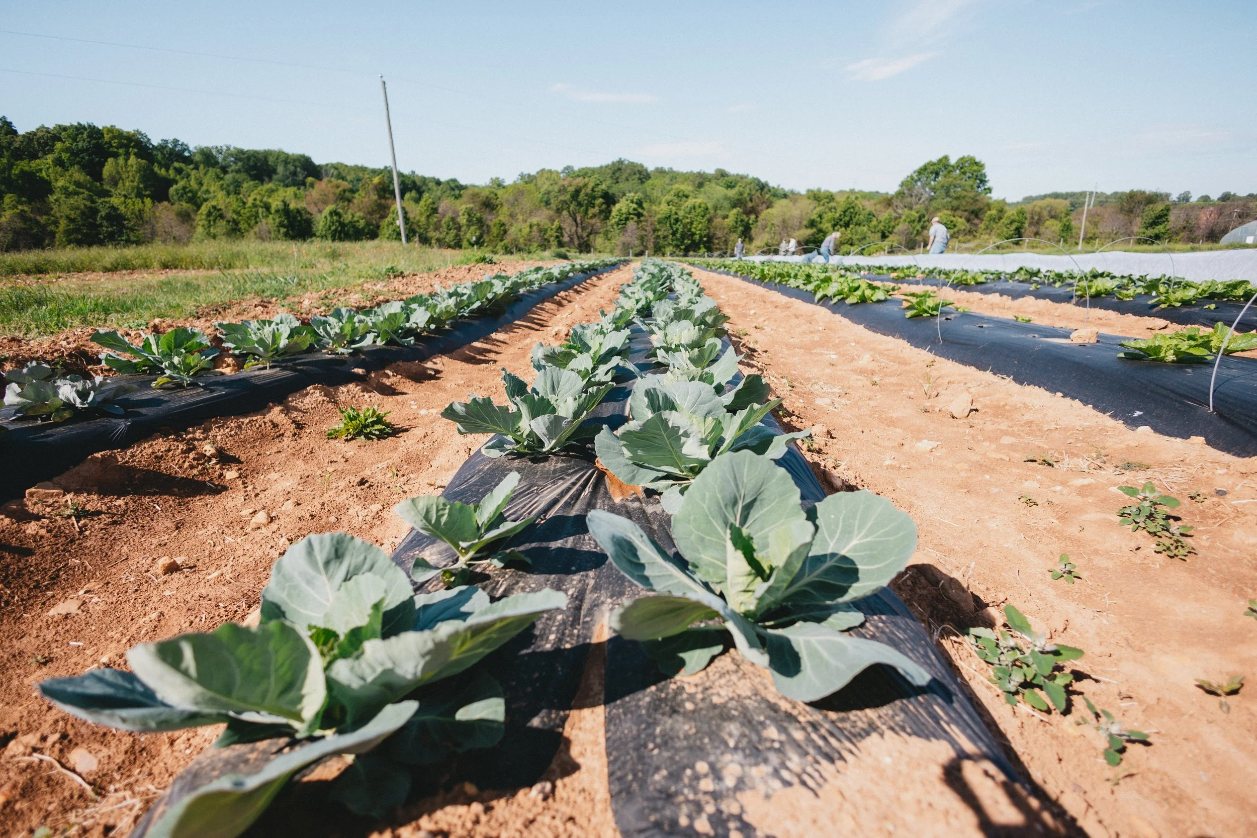 0526-fauquieredfarm-3209.jpg
