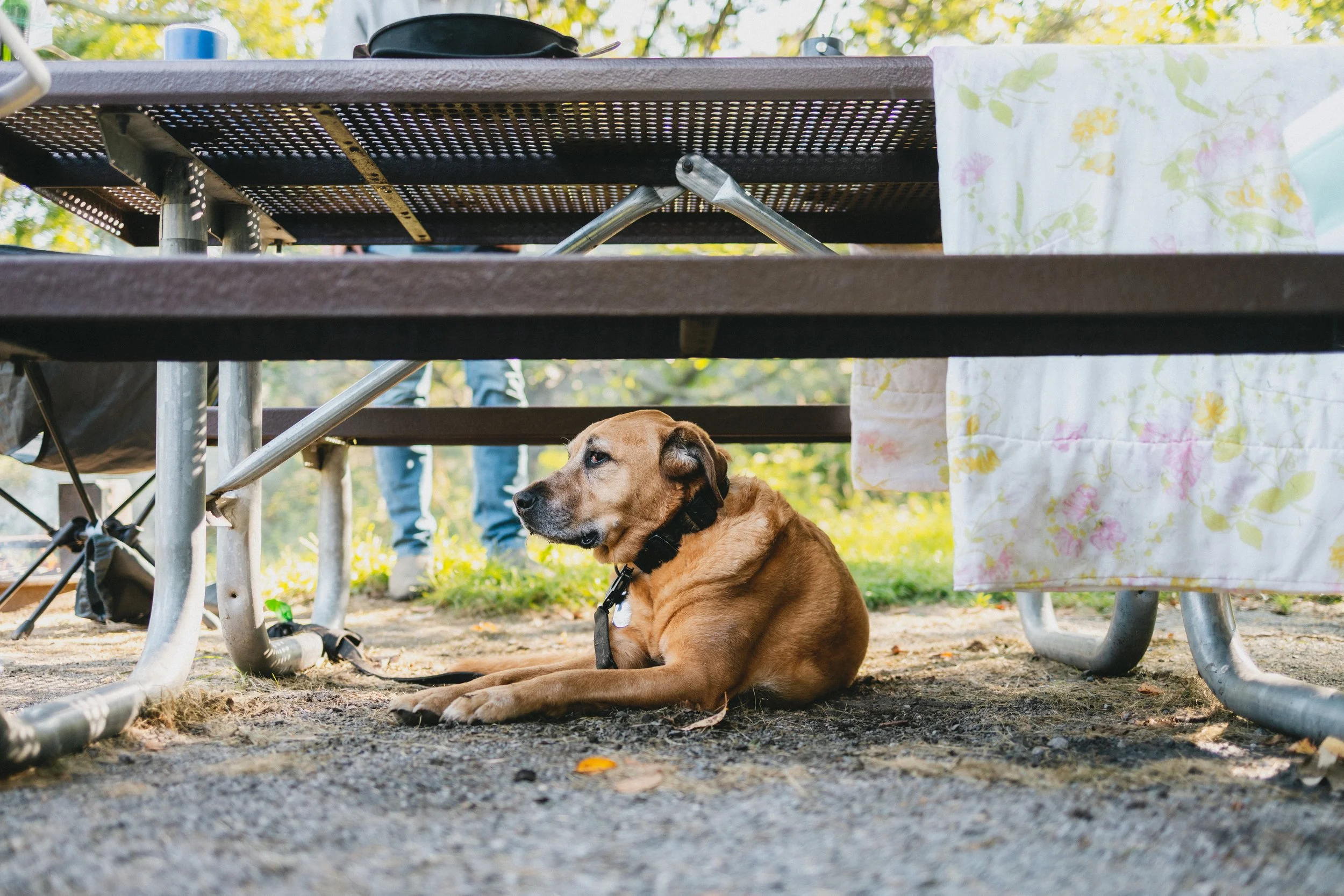 0826-camping-shenandoah-7513.jpg