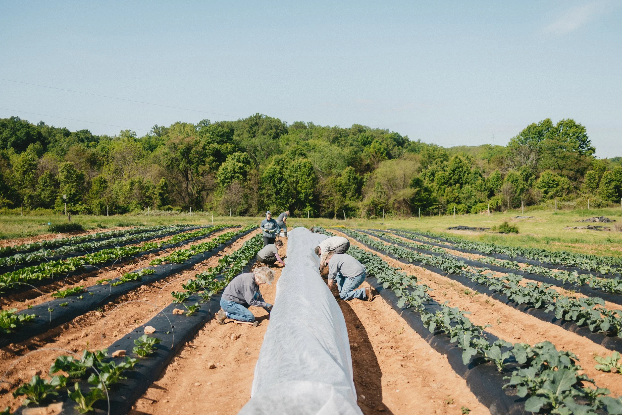 0526-fauquieredfarm-3179.jpg