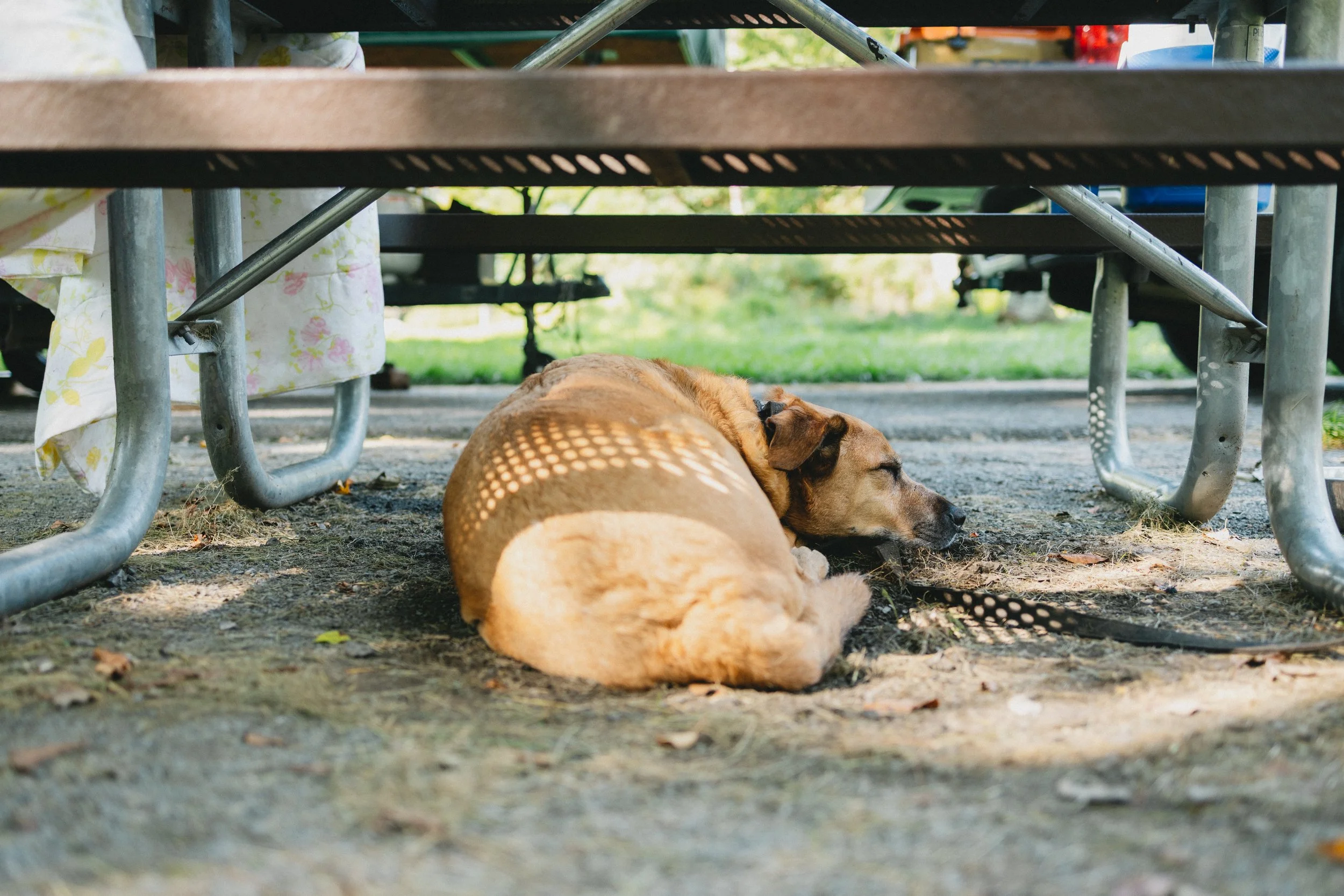 0826-camping-shenandoah-7538.jpg