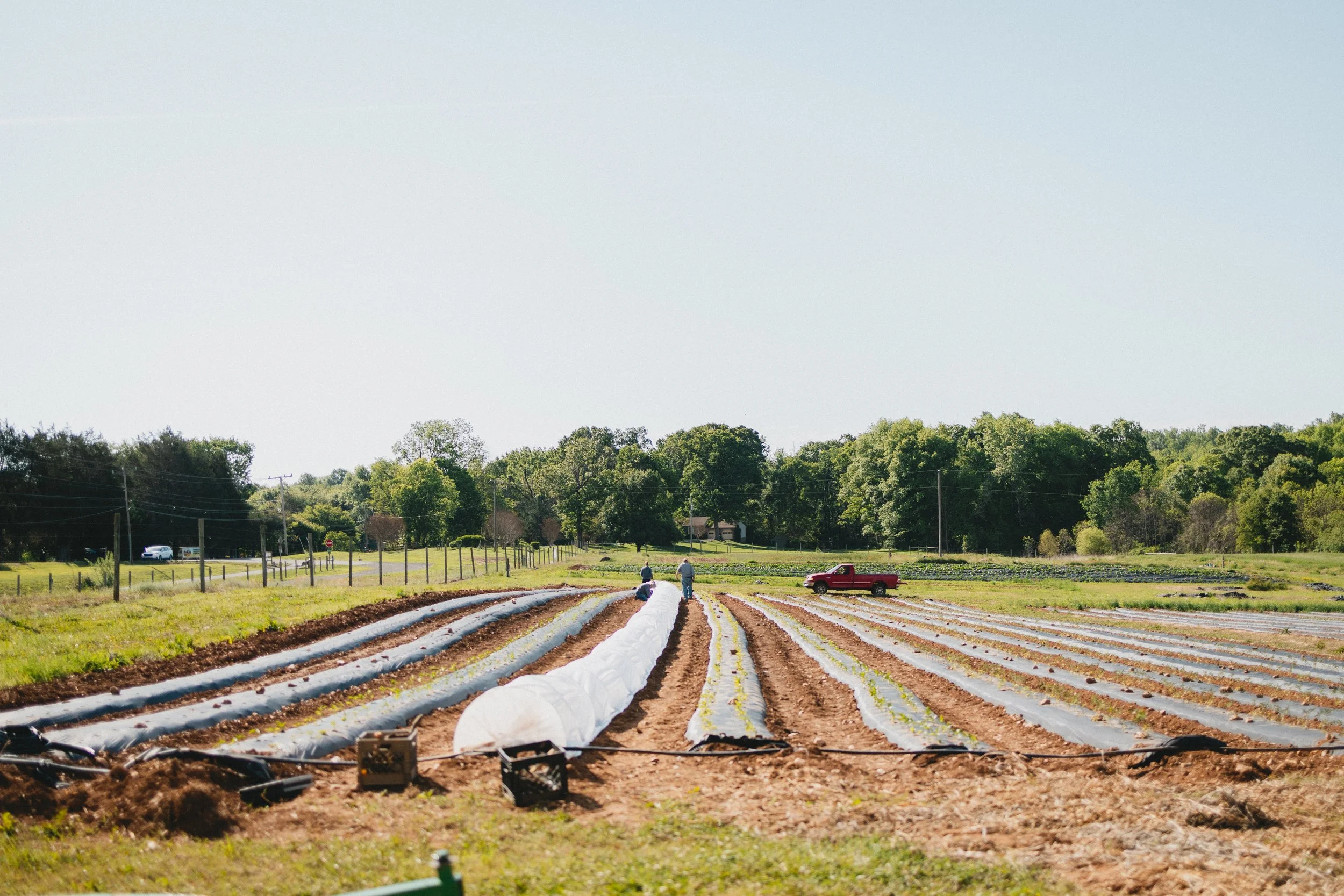 0526-fauquieredfarm-3125.jpg
