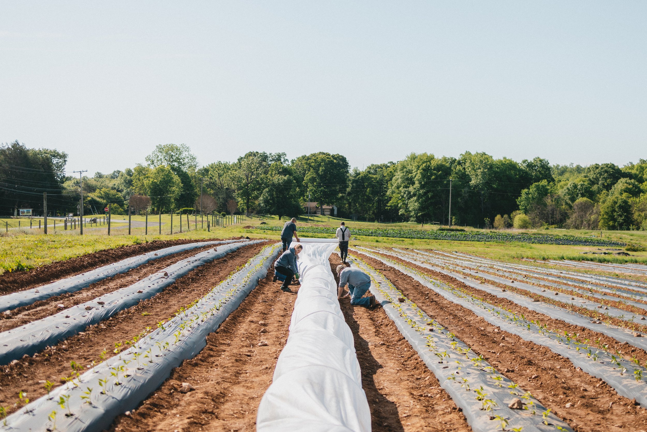 0526-fauquieredfarm-3095.jpg