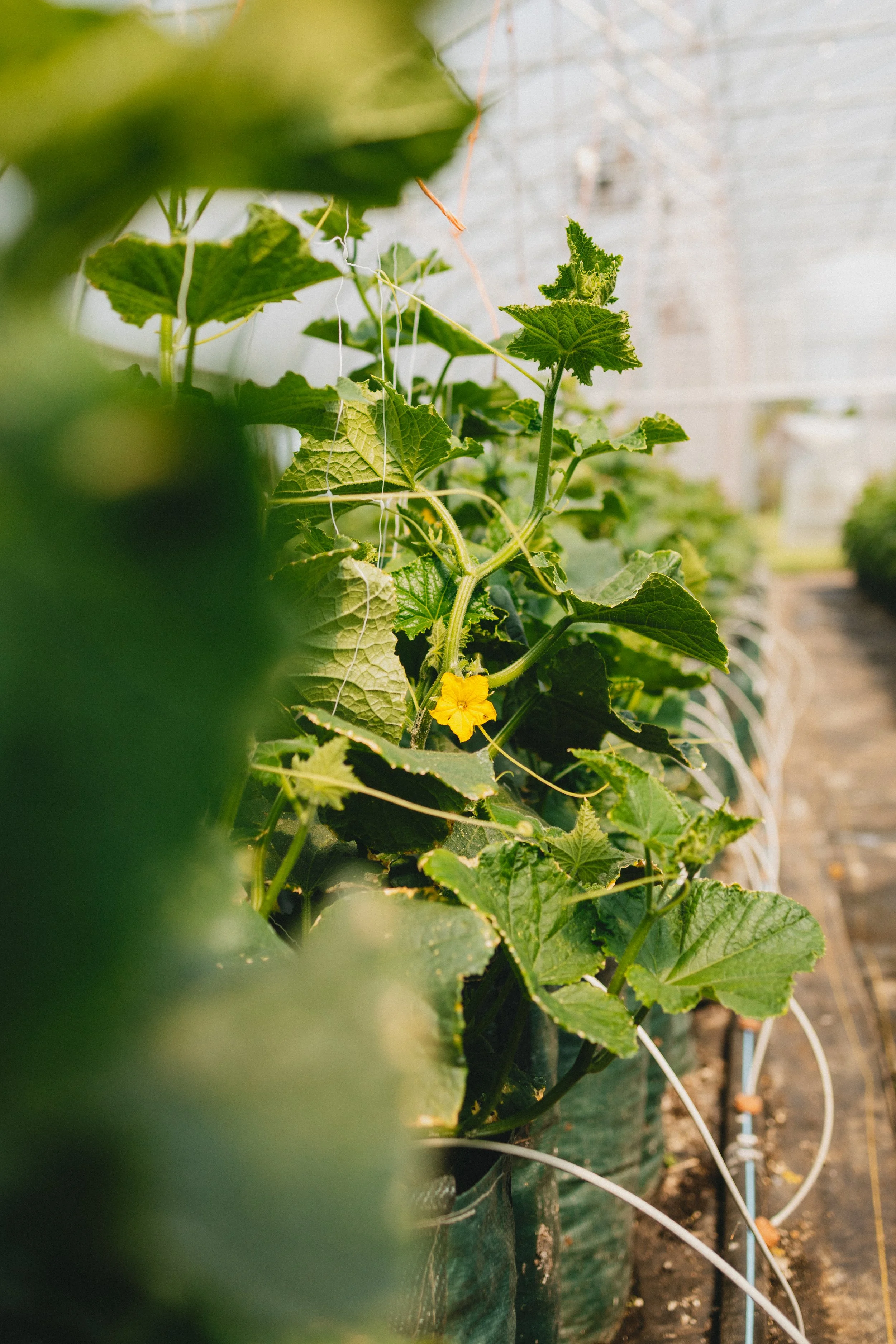0526-fauquieredfarm-3290.jpg