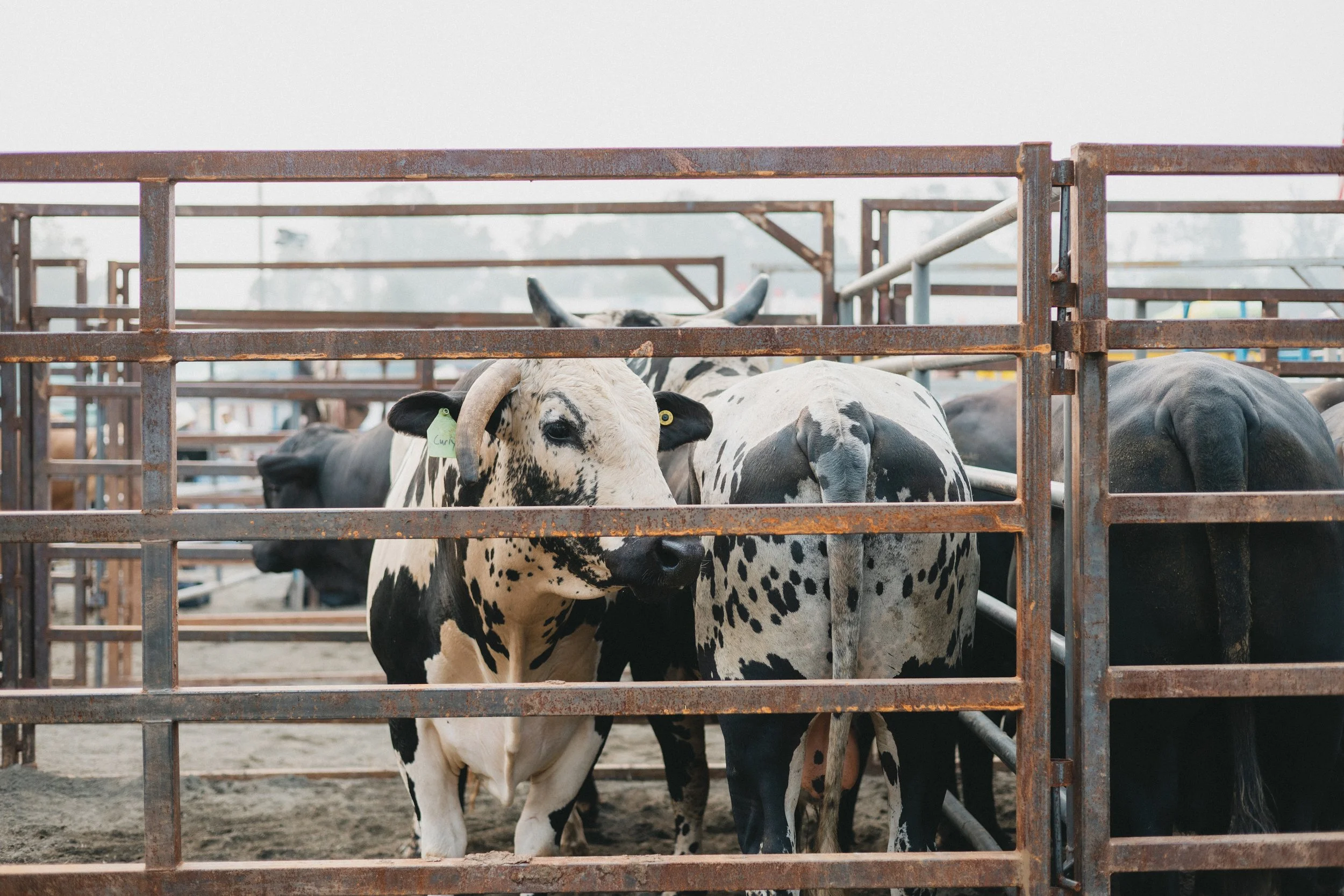 0726-rodeo-5004.jpg