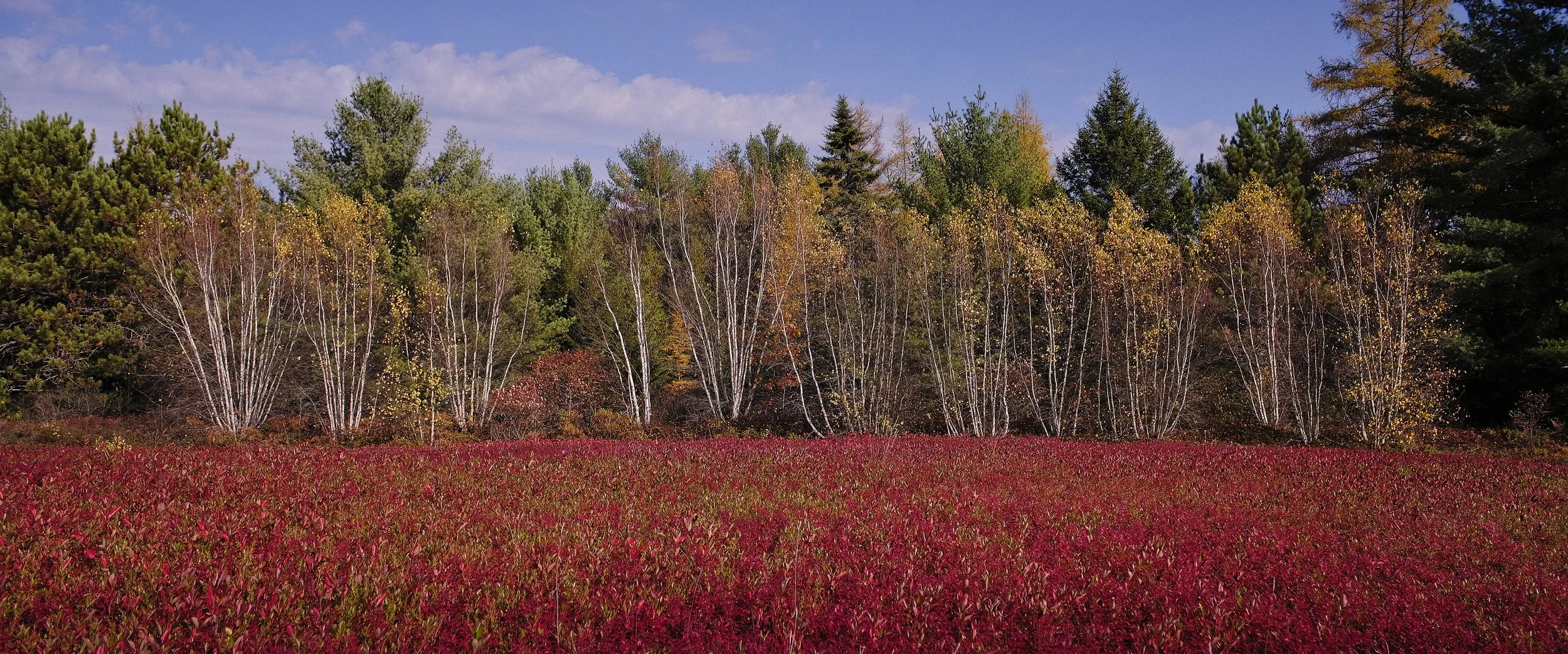 Beddington, Maine, Blueberry barren, Cherryfield, fall colors