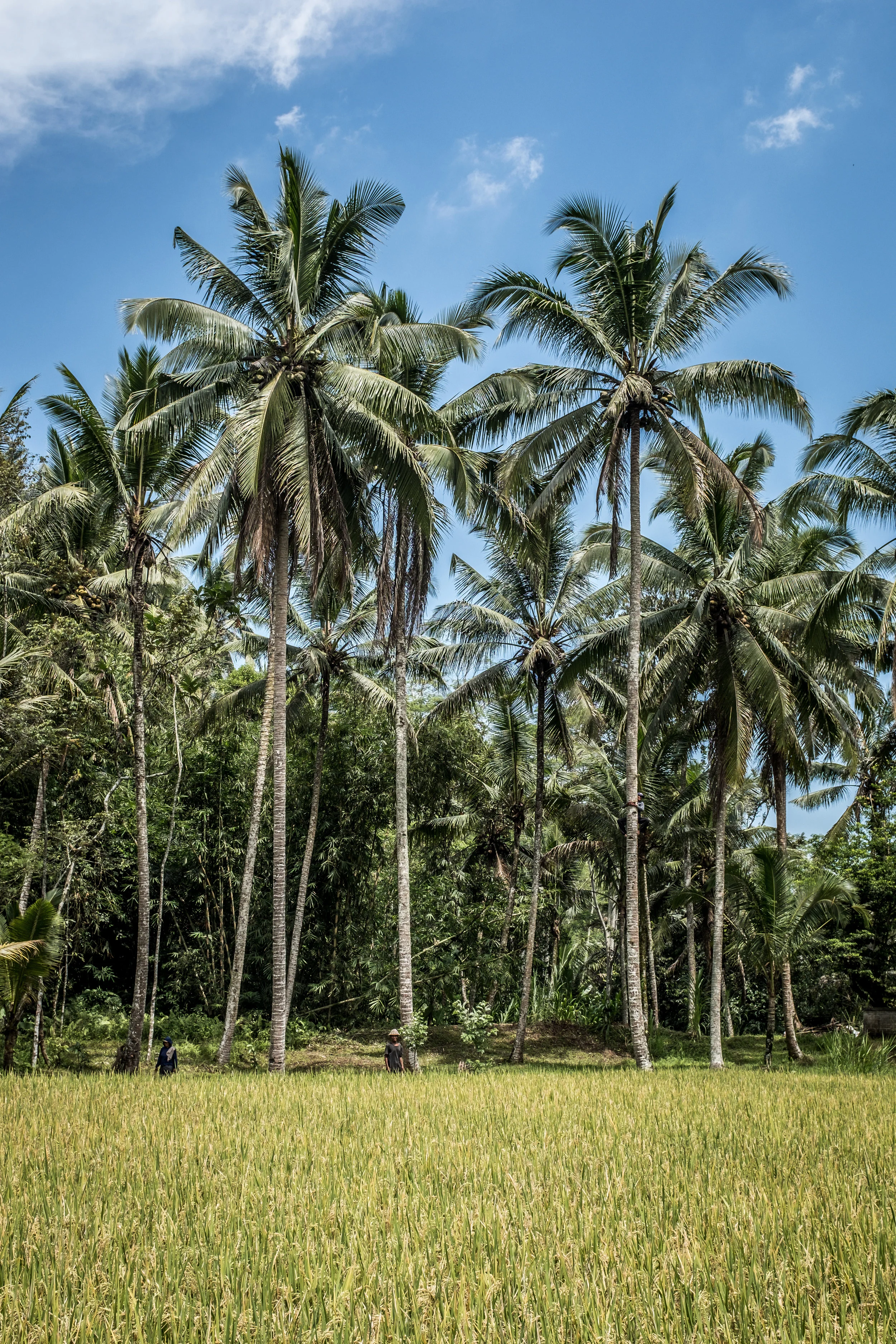 LUTHERING SCHOOL, LIBERIA, WEST AFRICA