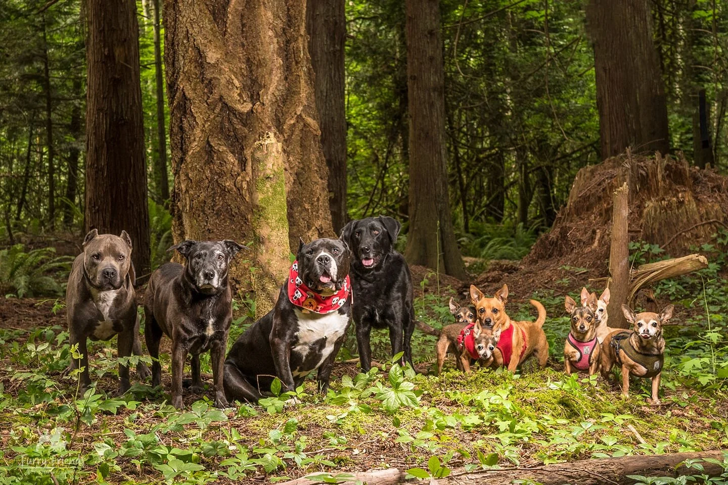 The Pack Dog Training