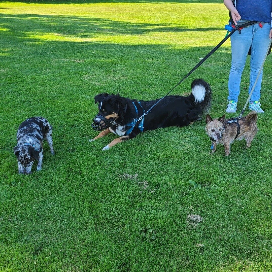 This morning we worked with Maverick, who we've previously worked with, but this time Mom brought his brother Harvey! there is definitely a difference in Mavericks behavior around Harvey who has his own quirks and idiosyncrasies. I always say that it