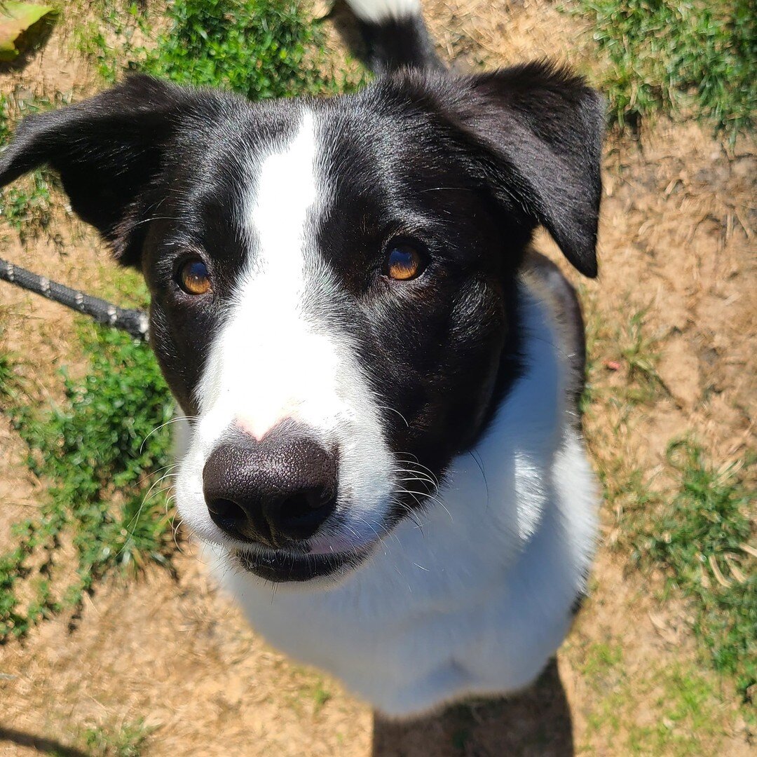 Hello Hero!

This sweet dude has a great training foundation to him despite the fact that he is an 11 month old highly intelligent and active working breed.

His parents called me for a bit of a checkup overall, wanting to be certain that they were o