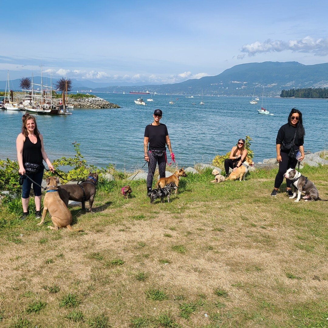 Another Bad Add Bully Bitches walk for Rambo! 😎❤️🐾

He was an absolute rockstar today walking 1.5hrs on a busy Sunday in Vancouver with lots of environmental stimulation and other dogs.

He walked with Mallory, Ferdinand, Chouli, Tater, Major, Bean