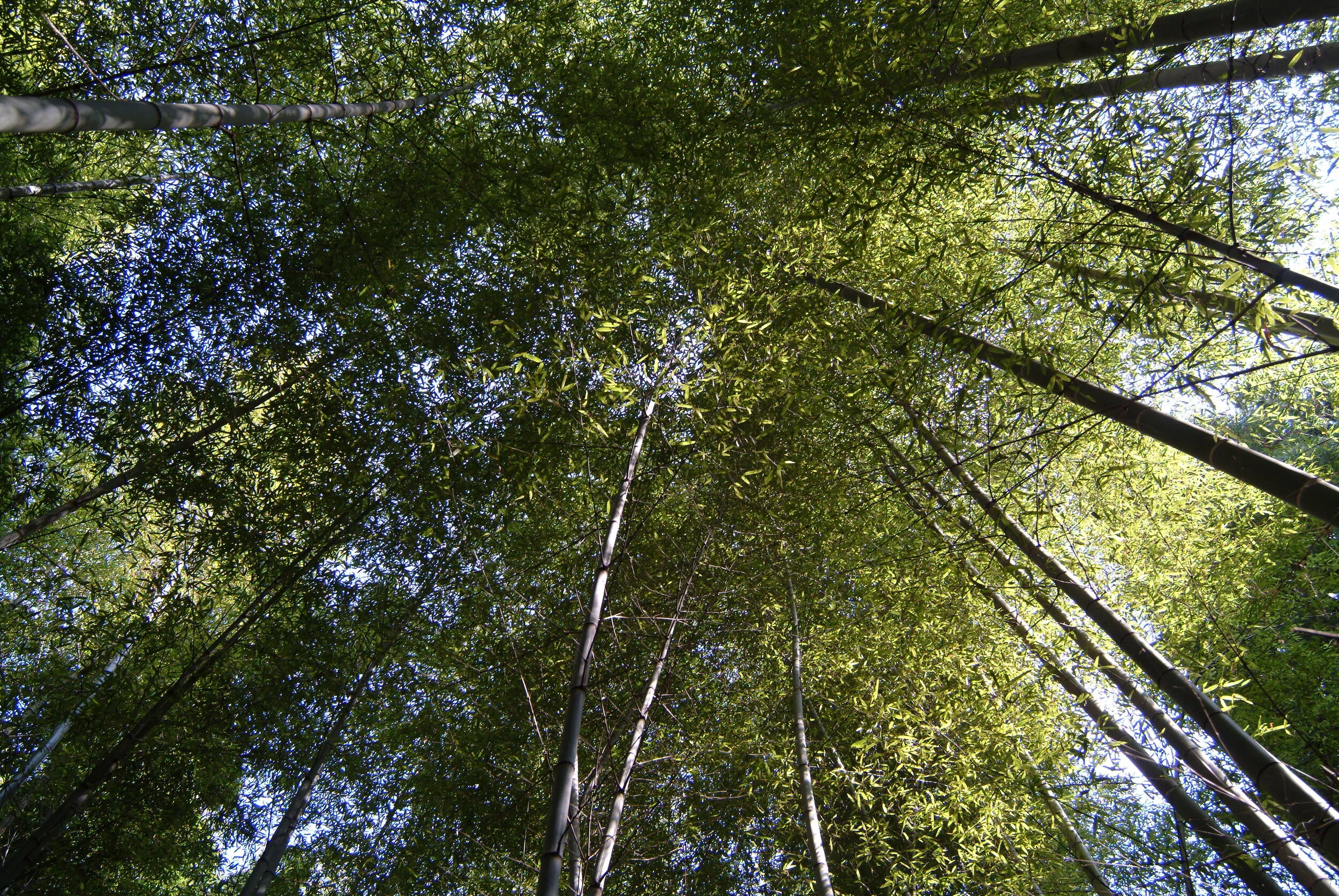 Amazing Bamboo — KYOTO VISITOR'S GUIDE - Since 1987