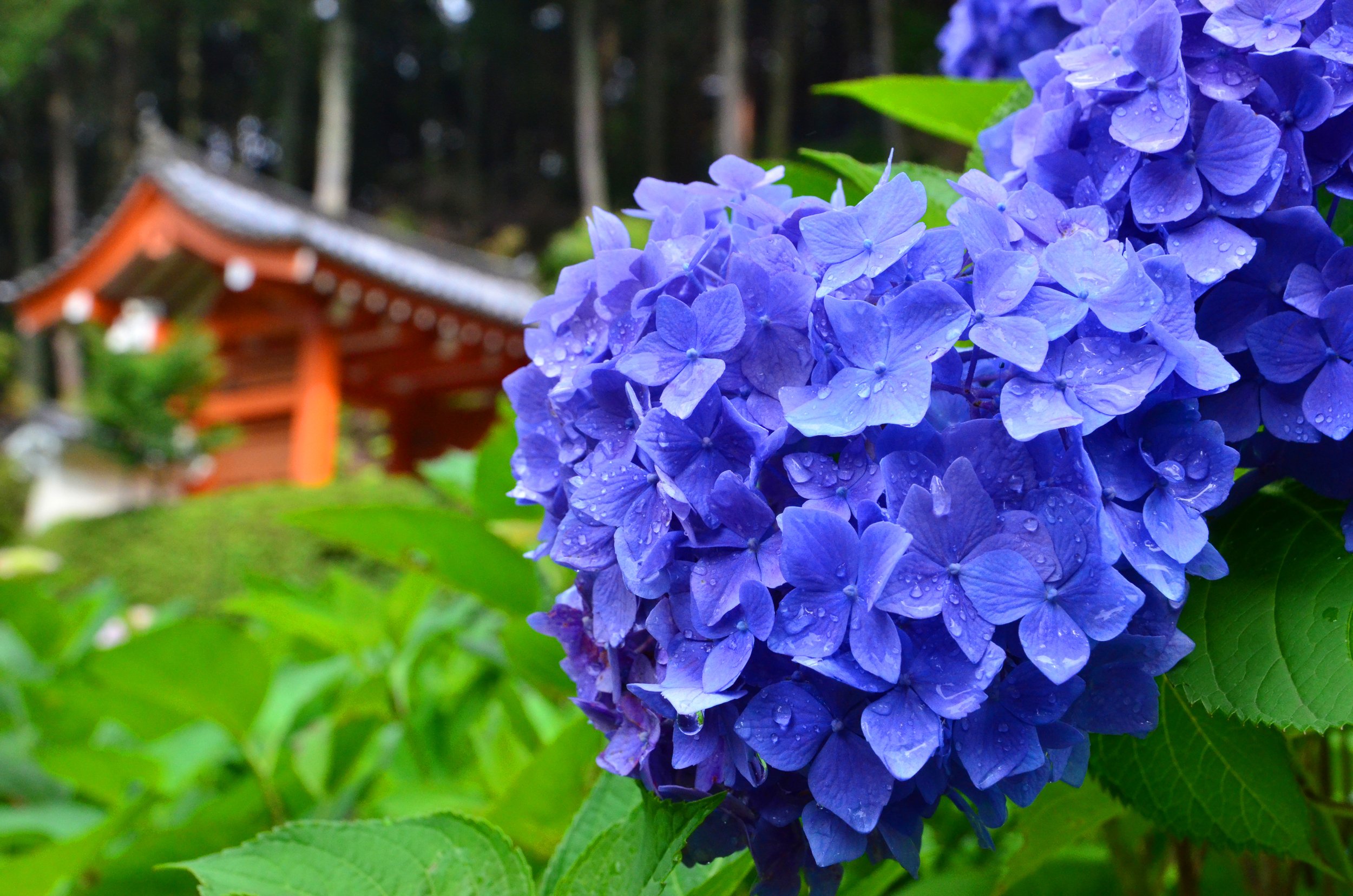 The Hydrangea Trails of Kyoto