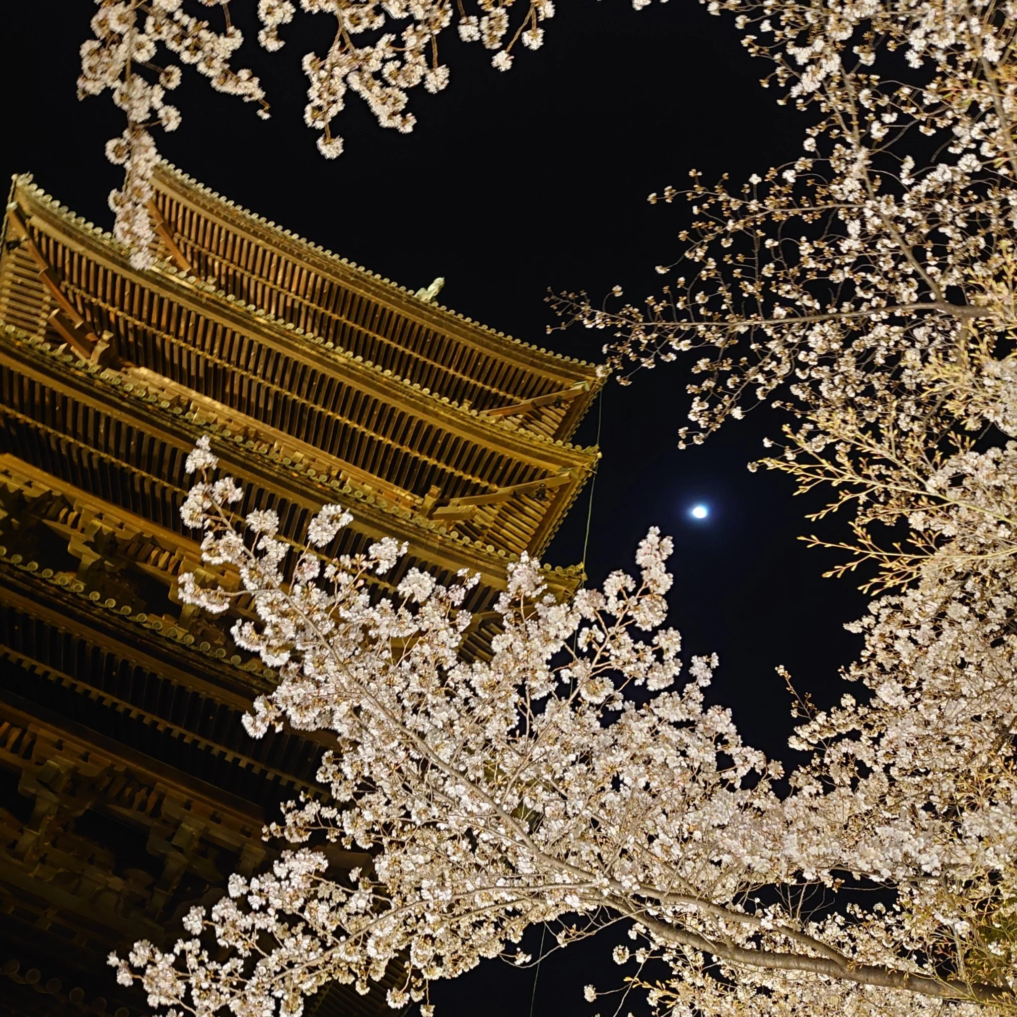 Petals in the Night Air