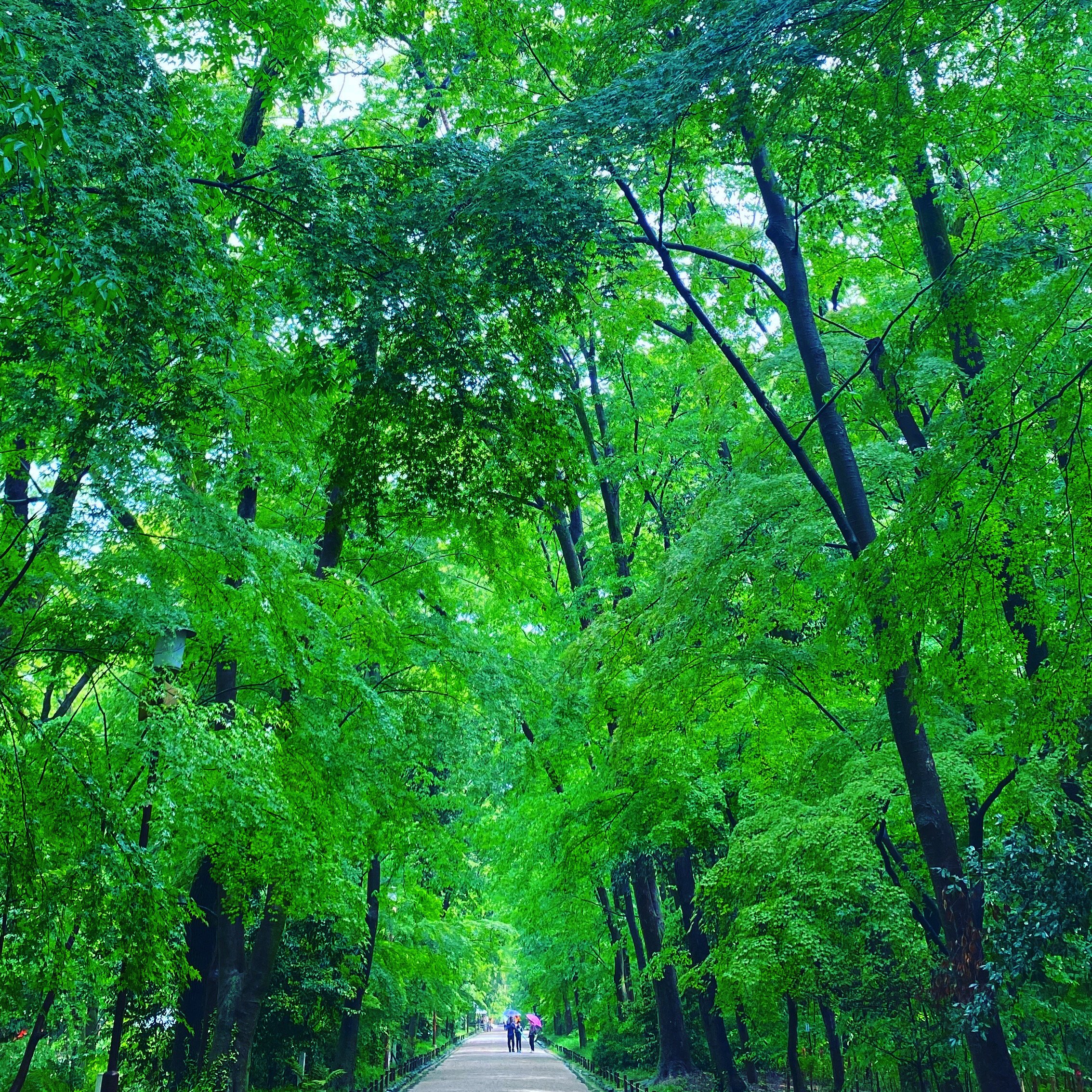 Shinrin-Yoku