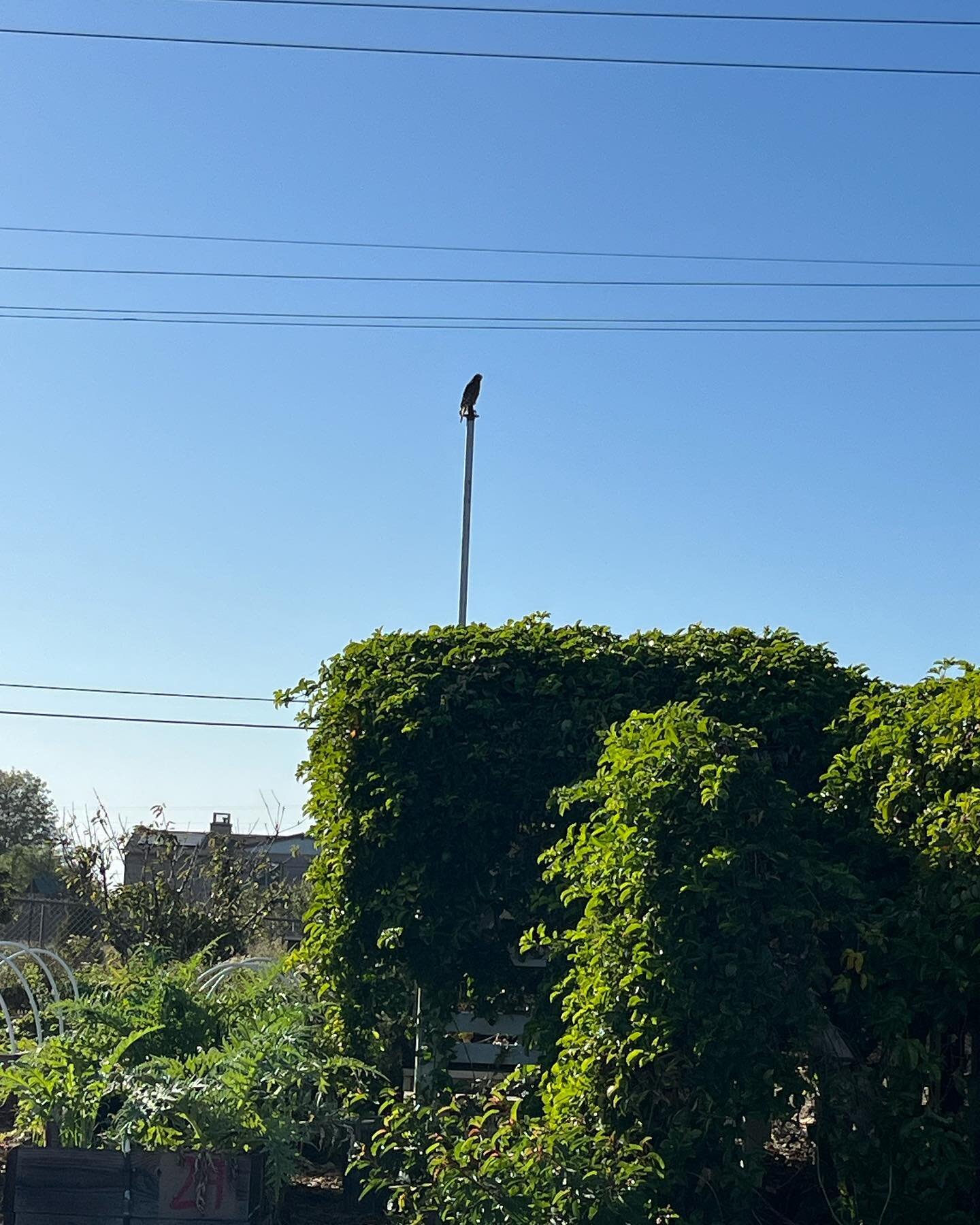 This hawk sat here for a minute, and then swooped down to take some greens out of our OK Children&rsquo;s Farm compost bin for a nest. How lucky are we to witness and support the lifestyles of these beautiful creatures! Thank you @bethvisscher for th