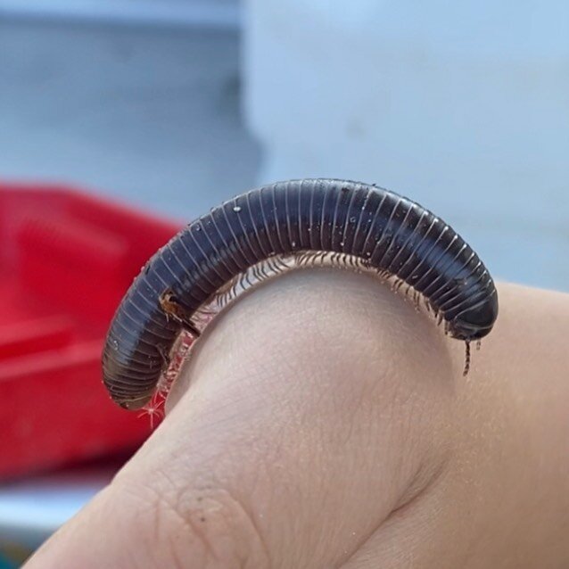 Who wants to count those legs? Hiltonius Hebes, the San Diego Millipede
