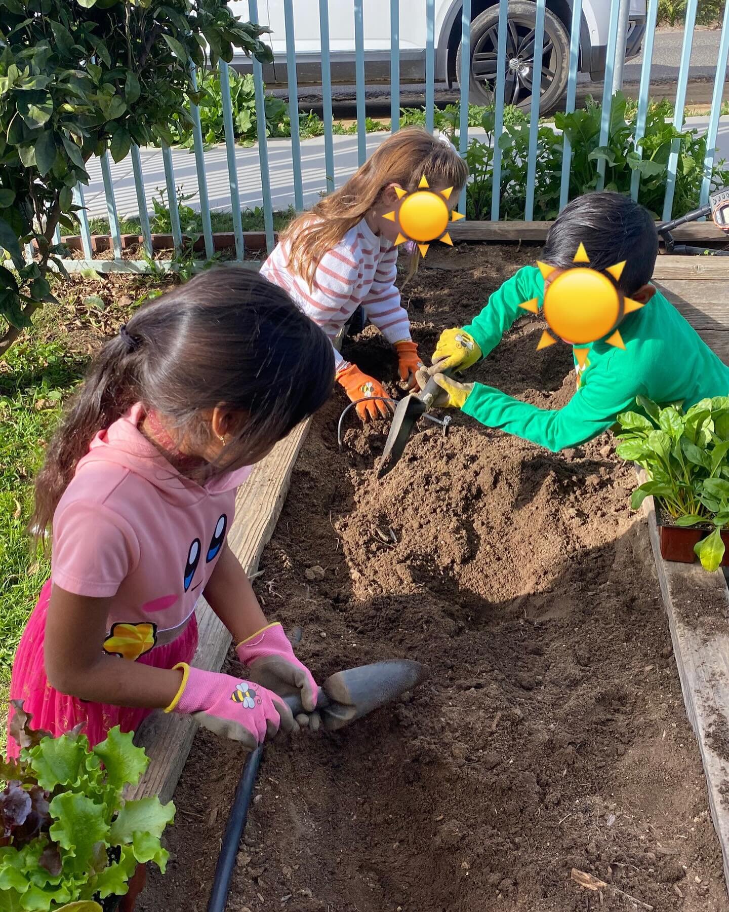 We weeded, we amended, we dug holes and planted! I love how hard these kindergarteners work. And the critters they find never cease to amaze me 🐛