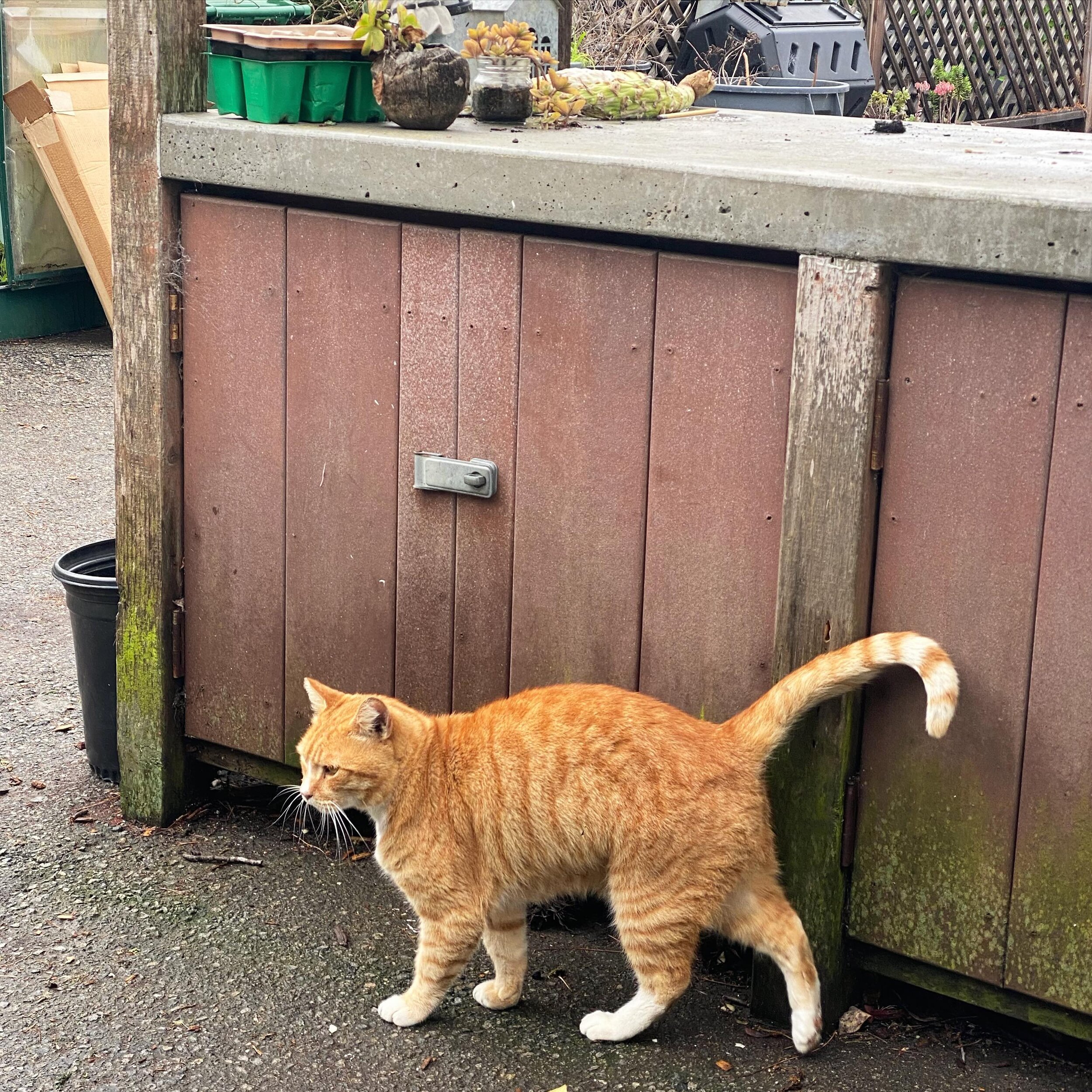 What a difference a group of teen boys and their parents make on our farm! Thank you again to @tviasd5 ! We were so busy, the only photo I got was of Garfield our garden cat 🐱
